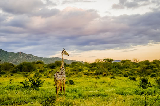 Tsavo West National Park